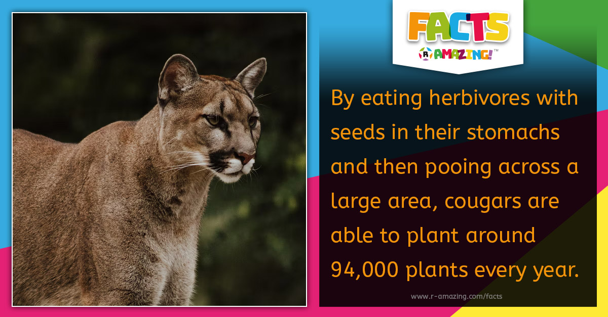 Cougars and Plants Fact