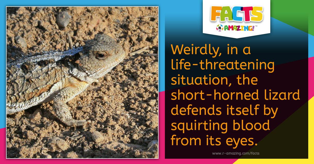 Short Horned Lizard Fact